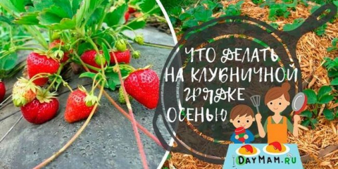 Péče o prořezávání a krmení jahod na podzim. Příprava jahod na zimu